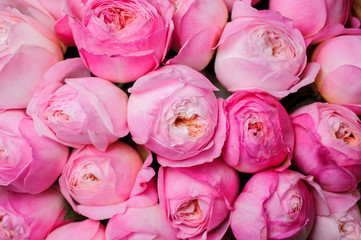fresh pink peony flower texture background