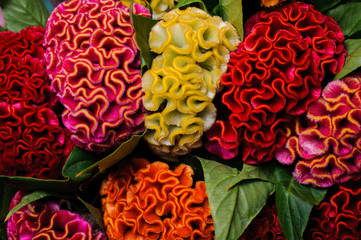 colorful red yellow orange celosia flower