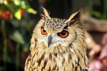 シベリアワシミミズク