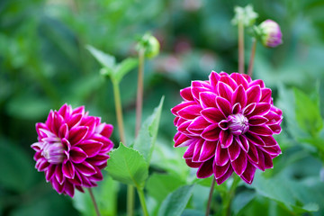 Pink Dahlia flower in full bloom closeup