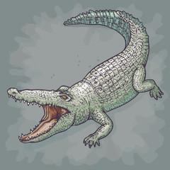 Naklejka premium Crocodile, Vector illustration.
