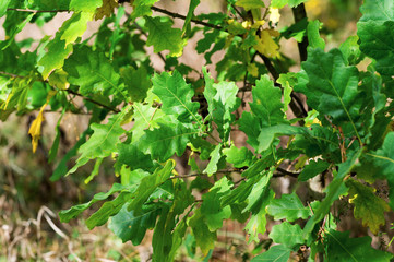 Oak leaves, close up