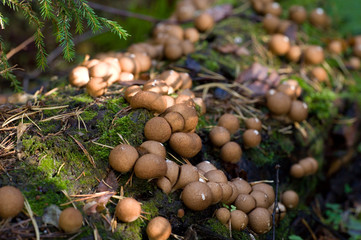 Mushrooms in forest in summer