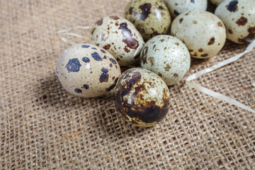 Quail eggs on of burlap cloth