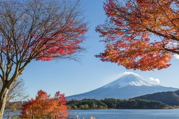 Fuji-san and Maplle Tree at Kawaguchiko Lake