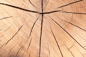 Wooden texture of cut cherry tree, The intersection of the tree