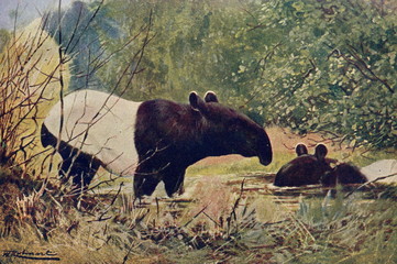 Malayan tapir (Tapirus indicus) from Brehm's Animal Life, 1927