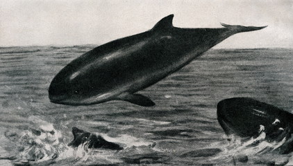 Obraz premium Harbour porpoise (Phocoena phocoena; Phocaena communis Lesson, 1827 ) from Brehm's Animal Life, 1927