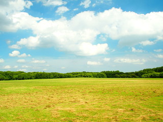 公園の草原と林風景