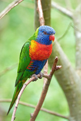 Rainbow lorikeet (Trichoglossus moluccanus)