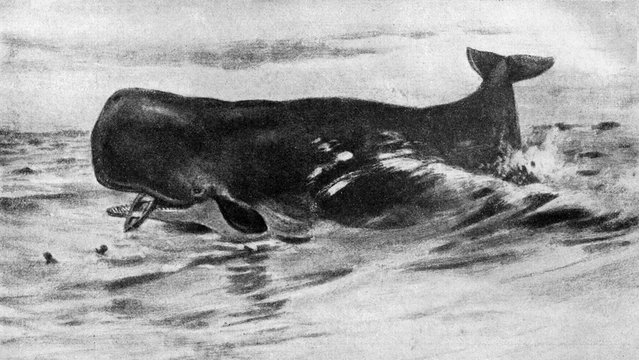 Sperm whale (Physeter macrocephalus) from Brehm's Animal Life, 1927
