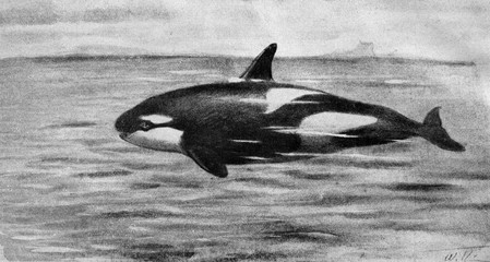 Killer whale (Orcinus orca) from Brehm's Animal Life, 1927 © Juulijs