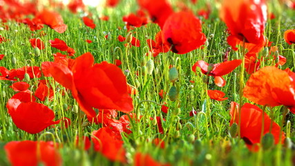 Obraz premium Mohnblumenwiese