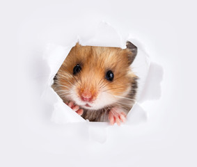 Little hamster looking up in paper side torn hole  - 114290799