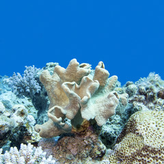 coral reef with soft coral in tropical sea, underwater