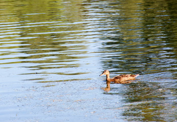 Ducks on the Danube