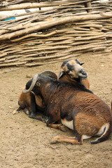 Fototapeta premium At zoo. Sheeps leaning against each other