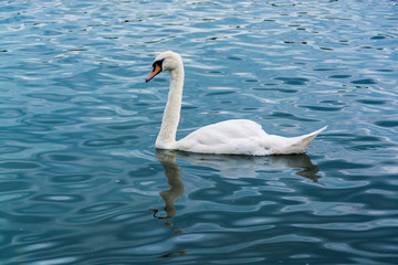 Swan in wavy water in summer