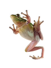 Fototapeta premium Tree frog (Litoria infrafrenata) on a white background
