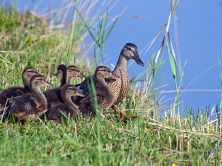 Mallard (Anas platyrhynchos)