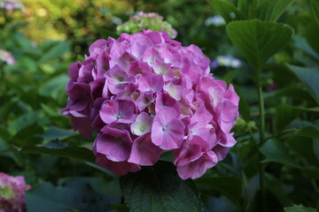 紫陽花(Hydrangea) / 栃木県の太平山にてアジサイの花を撮影しました。