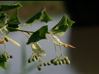 Tilia cordata (Tilia cordata) fruits