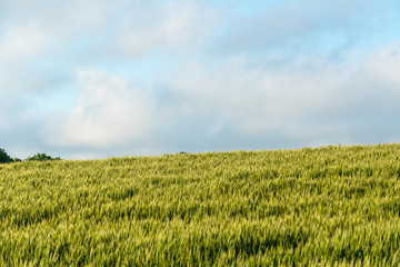 小麦の丘
