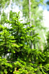 young bright green spruce, natural background and texture