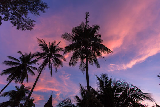 Silhouettes of palm trees against the evening sky.