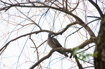Woodpigeon - Columba palumbus