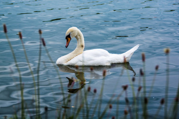 Sleepy swan floating in summer lake