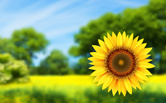 Summer landscape with sunflower