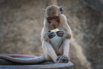 Monkey eating a fruit snack against blurred background