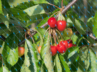 Red cherries behind protective bird net