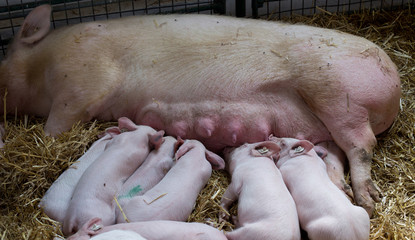 Sow with piglets nursing