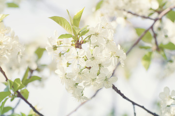 Blossoming of cherry flowers in spring time, natural seasonal sunny background