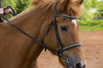 Fototapeta premium Horse on the practice field in a day