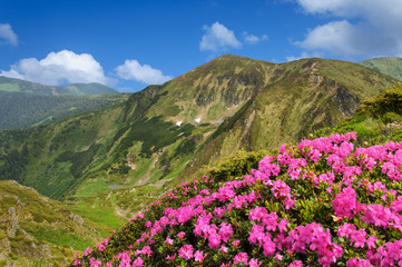 Naklejka na ściany i meble flowers field in mountain