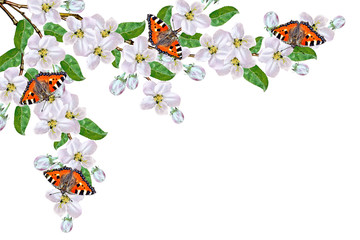 Flowering branch of apple isolated on a white background. Spring