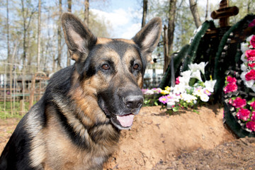 German shepherd dog near the grave of the owner