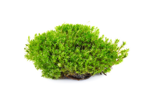 green mos on white background