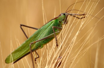 Large green grasshopper among the wheat spikes