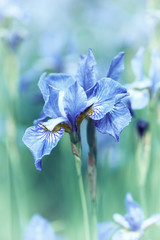 Spring Iris Flowers

