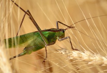 Large green grasshopper among the wheat spikes