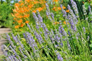 Lavanda