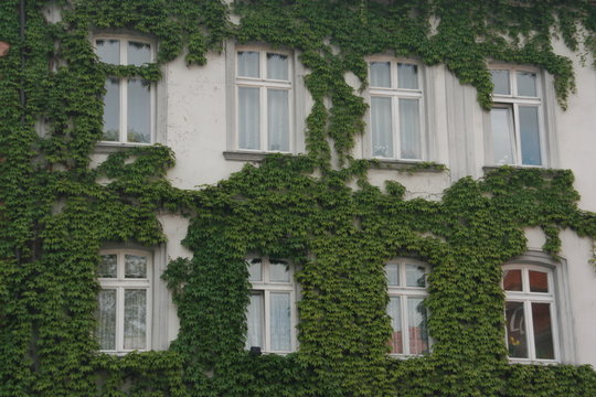 kletterndes Efeu