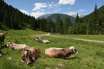 Fototapeta na wymiar mucca mucche mucche al pascolo manzo vitelli 