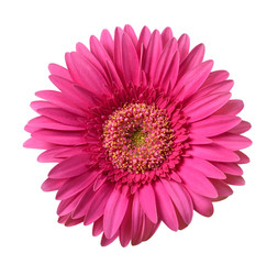 Gerbera