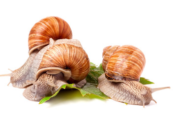 Three snail crawling on the grape leaves white background