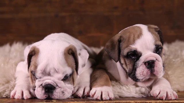 Portrait of two six weeks old English Bulldog puppies indoors
